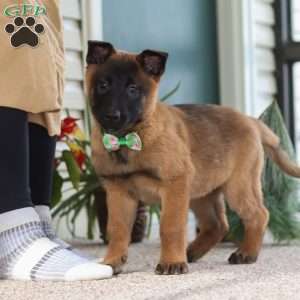 Honey, Belgian Malinois Puppy